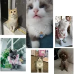 New Cute Exquisite Adjustable Cat Collar High Simulation Pearls Summer Pet Necklace Fashion Neck Decoration Supplies For Kitten - Image 6