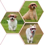 UV Protective Goggles for Dogs Cat Sunglasses Cool Protection Eyewear for Small Medium Dogs Outdoor Riding Pets Accessorie - Image 4