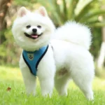 Cat Leash and Harness Cat Tent Kitten Harness Strap for Cats Neck Belt Anti Escape Pets Vest Harness Dog Neck Belt MBD01 - Image 6