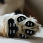 Anti-Slip Dog Paw Pads Detachable Pet Shoe Insoles Easy Foot Protectors Traction Control Stickers for Pets indoor outdoor
