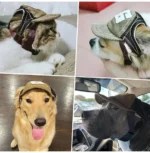 Dog Hat Dog Sunscreen Hat Baseball Cap Outdoor Sports Hat with Ear Holes Adjustable Pet Hat for Small and Medium Dog Large Dogs - Image 2