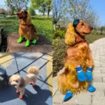 4PCS Summer Dog Shoes Breathable Anti-Slip Wear-Resistant Dog Outdoor Boots for Small Medium Dogs Cats Puppy Pet Accessories - Image 2