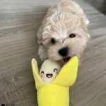 A 7-piece set of puppy sound toys, loose plush pet chewing, plush fruit snacks and vegetable puppy toys, suitable for pet play - Image 6