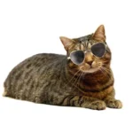 Cute Lovely Pet for Cat Toy Reflection Products Cat Dog Pet Glasses Photos Props - Image 4