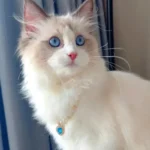 Pet Pearl Collar Dog Princess Necklace Cat Jewelry Cute Collar Puppy Accessories Dog Kitten Chain Chihuahua Wedding Jewelry Gift - Image 5