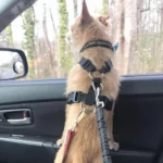 Pet Supplies Car Seat Belt Dog Seat Belt Dog Leash Vehicle Belt Adjustable Cushioning Elastic Reflective Safety Rope for Dog Cat - Image 6