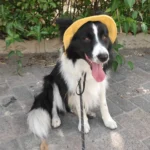 Fashionable Pet Dog Hat with Adjustable Sun Protection XS to XL Size for Small Medium Large Dogs Pet Outdoor Suppies Accessories - Image 5