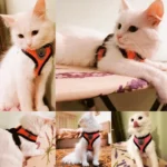Cat Harness Vest Walking Lead Leash For Puppy Dogs Collar Polyester Adjustable Mesh Dog Harness For Small Medium Pet Accessories - Image 2