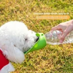 Dog Cat Drinking Bowl Outdoor Feeding Water Portable Drinking Cup for Pets Foldable Water Dispenser Interchangeable Bottle - Image 3