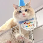 Adorable Dog Cat Puppy Birthday Hat & Bandana Set Cat Dog Accessories Pet Birthday Supplies - Image 4