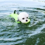 Life Vest Dog Summer Life Jacket with Removable Front Float Adjustable High Flotation Swimsuits for Small Medium Dogs Swimming - Image 6