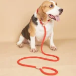 Heavy Duty Dog Leash Slip Rope Lead Adjustable Braided Loop Collar Training Leash for Medium to Large Dogs