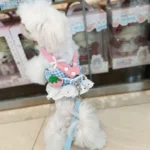 Pet Collars Dog Strawberry Lace Harness Leash Set Vest Lace Chest Strap Puppy Walking Lead Rope for Small Medium Dogs Supplies - Image 2
