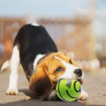 New Hot Wobble Wag Giggle Glow Ball Interactive Dog Attention Toy Fun Giggle Sounds Ball When Rolled or Shaken for Pet Dog Fun - Image 3