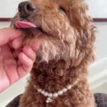 Luxury Pearl Pendant Puppy Dog Necklace Collar for Small Dogs Cats Chihuahua Pomeranian Teddy Bling Rhinestones Pet Accessories - Image 4