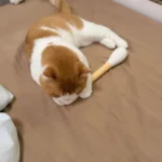 30cm Giant Q-tip Cat Toy with Catnip, Large Size Durable Cotton Felt Swab Kitten Teaser Teeth Cleaning Grinding Biting Stick - Image 6