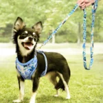 Mesh Nylon Dog Harness Lead Leash Set Reflective Dogs Vest Harnesses With Walking Belt Rope for Small Medium Large Dogs Pug - Image 5