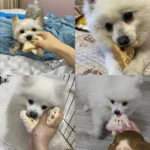 Pizza Squeaky Plush Dog Toy Pizza Shape Interactive Chew Toys for Puppies Small Dogs Anxiety Relief Boredom Relief - Image 2