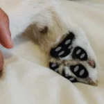 Anti-Slip Dog Paw Pads Detachable Pet Shoe Insoles Easy Foot Protectors Traction Control Stickers for Pets indoor outdoor - Image 3
