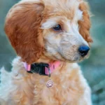Pet ID Tags Free Engraving Pet Anti-lost Collar Pendant Personalized Puppy Name Tag Cat Paw Decoration Customized Product - Image 6